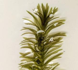 Invasive Hydrilla 