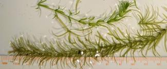 Invasive Hydrilla under a microscope