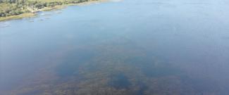 Aerial view of invasive hydrilla