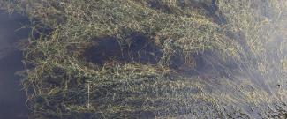 Invasive hydrilla