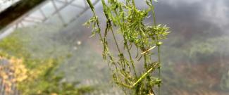 Invasive hydrilla up close