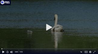 Video still of newstory covering the Mashpaug Watershed