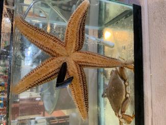 starfish
