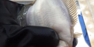 winter flounder ready to spawn