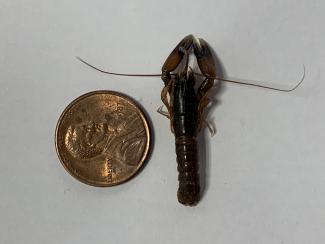 juvenile lobster