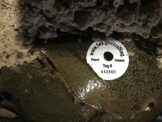 tagged horseshoe crab