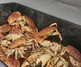 jonah crab