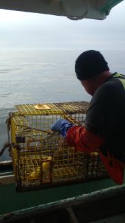 Jonah-crab-fishing