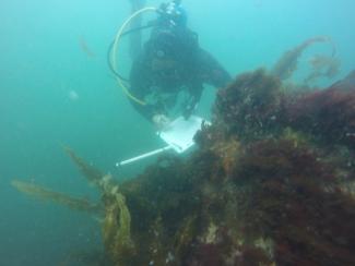 kelp diver
