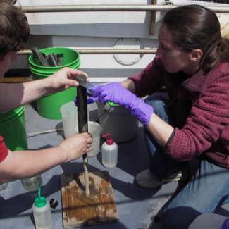 benthic fauna
