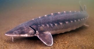 sturgeon