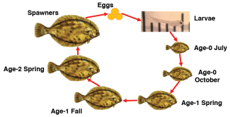 winter-flounder-life-cycle