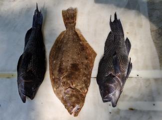 seabass and fluke