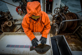 measuring-windowpane-flounder