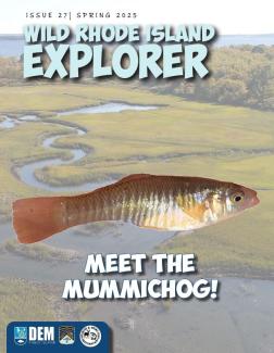 A photo of a mummichog over a faded photo of an estuary on Prudence Island is on the Spring 2025 cover of Wild Rhode Island Explorer magazine.