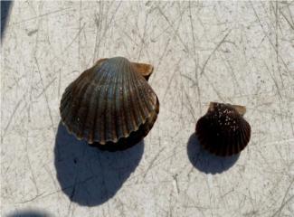 bay_scallop