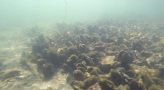 oyster-reef