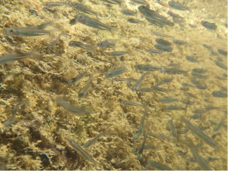 fish