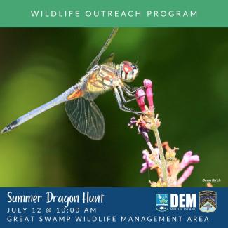 A dragonfly perches on the flyer for Summer Dragon Hunt