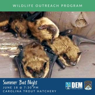 A group of big brown bats roosting under a porch.