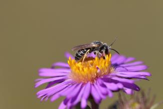 A ligated furrow bee perches on a bright pink New England aster flower. Photo by Spencer Hardy.