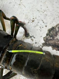 Lobster with seagrant tag