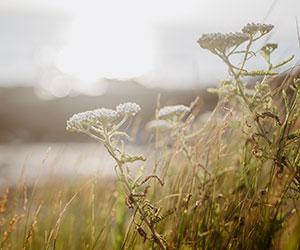 Close up of a white flower growing near the shoreline at Beavertail State Park in Jamestown