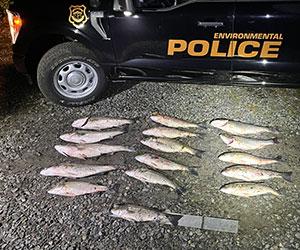 Evidence photo showing seized finfish lined up on the ground with an Environmental Police vehicle in the background