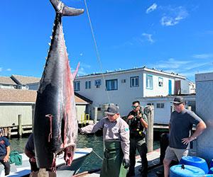 A seized tuna hangs from a scale at the Port of Galilee while an Environmental Police Officer looks on