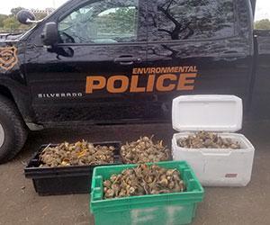 Evidence photo showing three large bins of whelk in front of a truck with the words Environmental Police