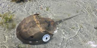 tagged horseshoe crab