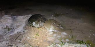 tagged pair