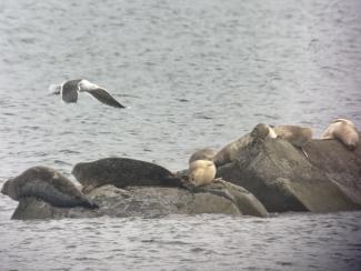 seal on rocks