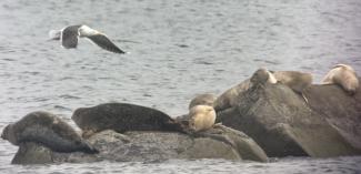seals on rock