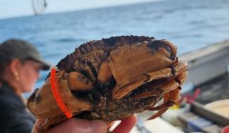 Jonah crab with seagrant tag
