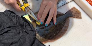 summer flounder being tagged