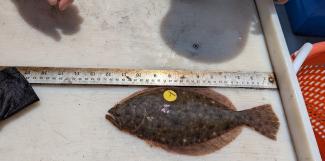 tagged summer flounder