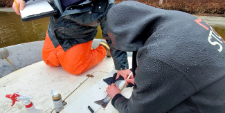 Striped bass being tagged