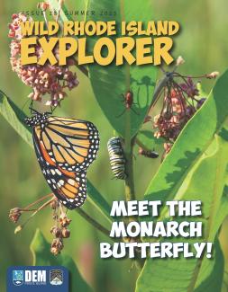 A monarch butterfly and caterpillar rest on a common milkweed plant on the cover of the Summer 2025  Wild Rhode Island Explorer issue. 