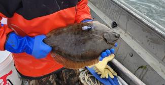 winter flounder with acoustic tag