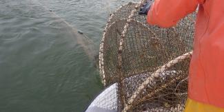 setting the fyke net