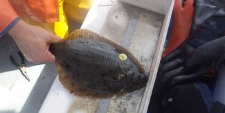 winter flounder with disc tag