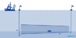 gillnet image