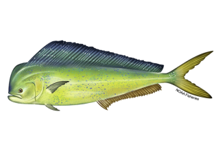Mahi mahi