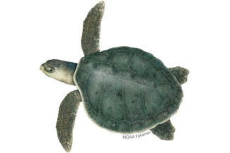 Kemp's Ridley turtle
