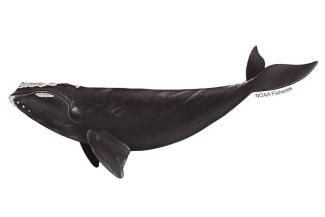 North Atlantic Right Whale
