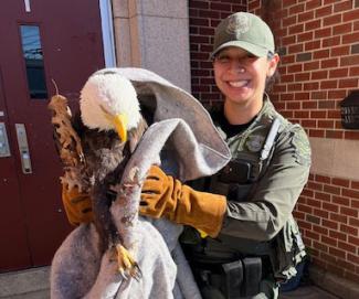 Environmental police officer holding a rescued bald eagle