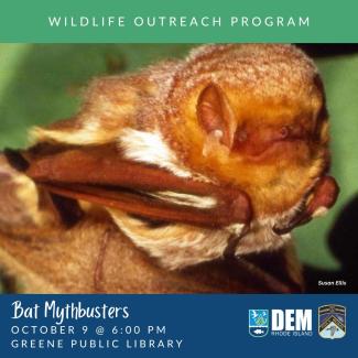 An Eastern red bat cuddled up on a tree branch with green leaves in the background