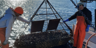 Crab Dredge