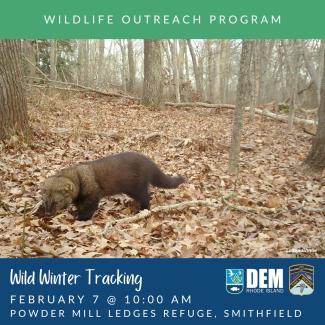 A fisher walks by a trail camera in the winter woods